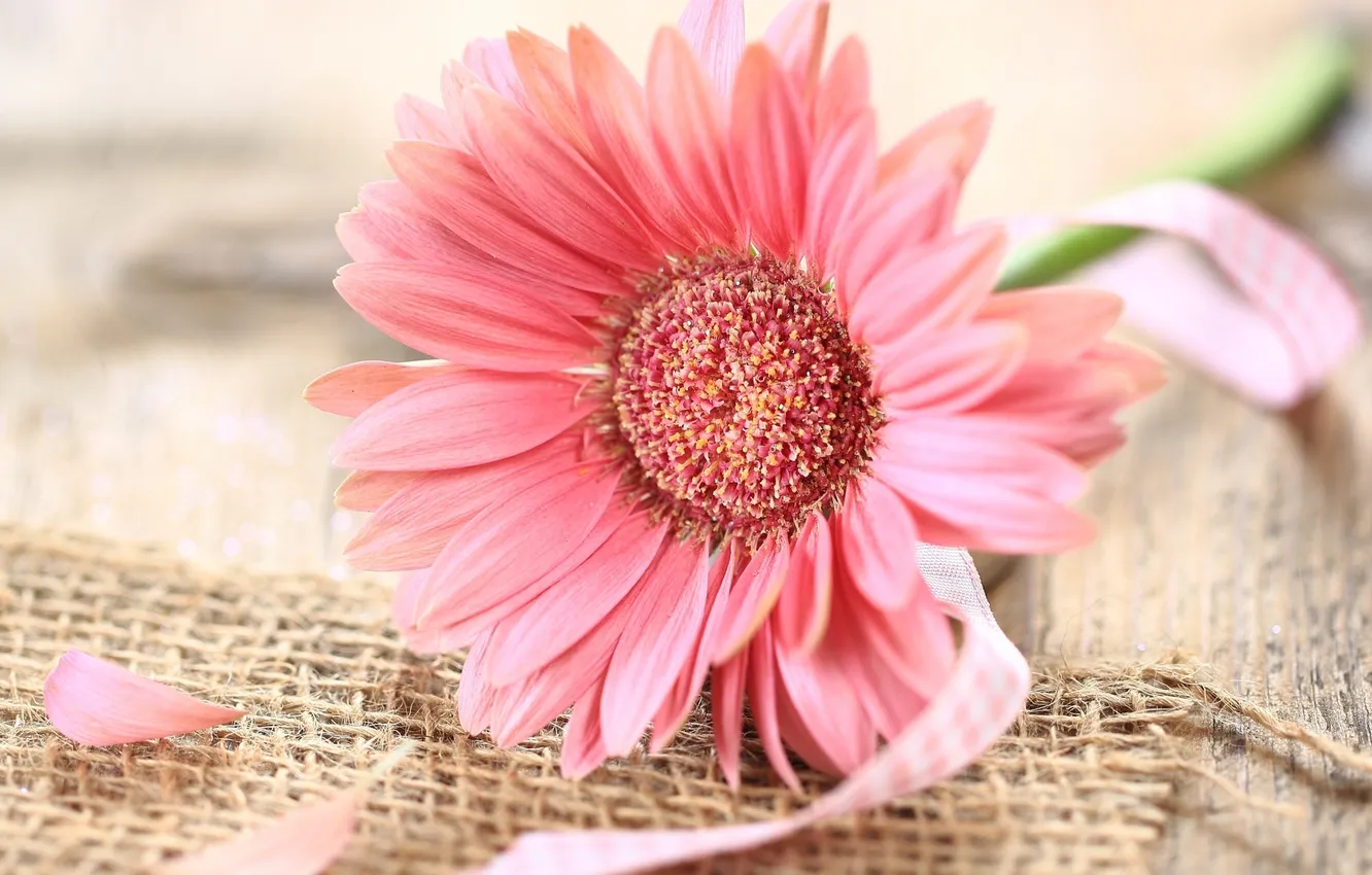 Photo wallpaper flowers, pink, gerbera, ribbon