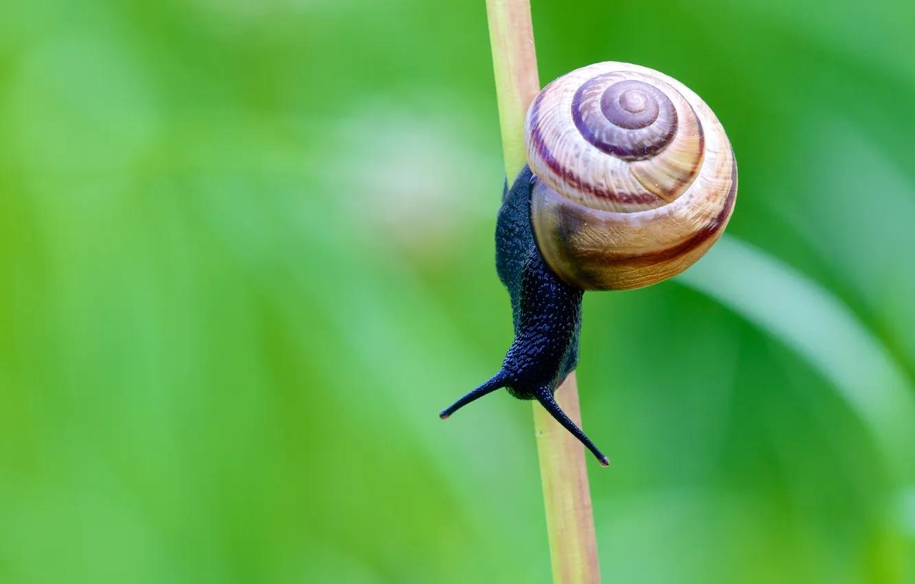Photo wallpaper snail, stem, antennae, shell, snail, stalk, antennae, shell