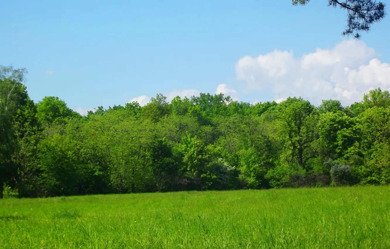 Photo wallpaper trees, green, pasas