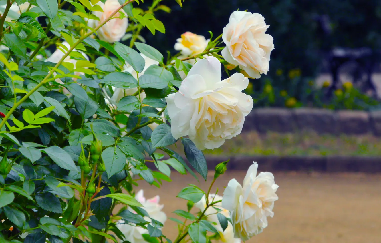 Photo wallpaper flower, roses, blooming