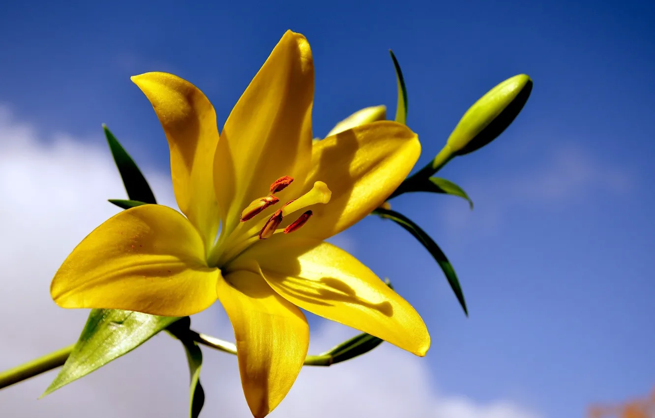 Photo wallpaper flower, background, Lily, yellow Lily
