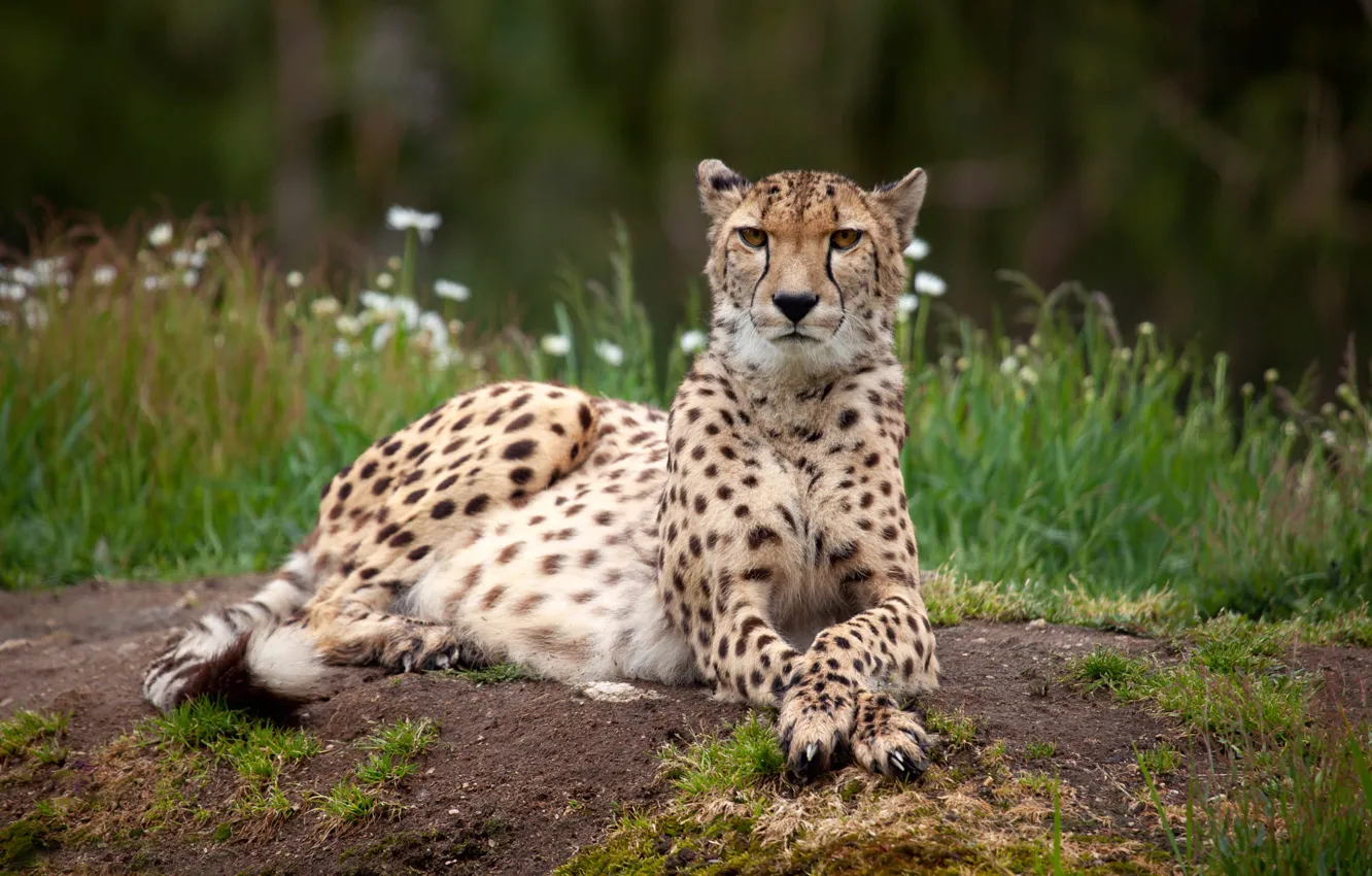 Photo wallpaper grass, look, flowers, nature, glade, Cheetah, lies, bokeh