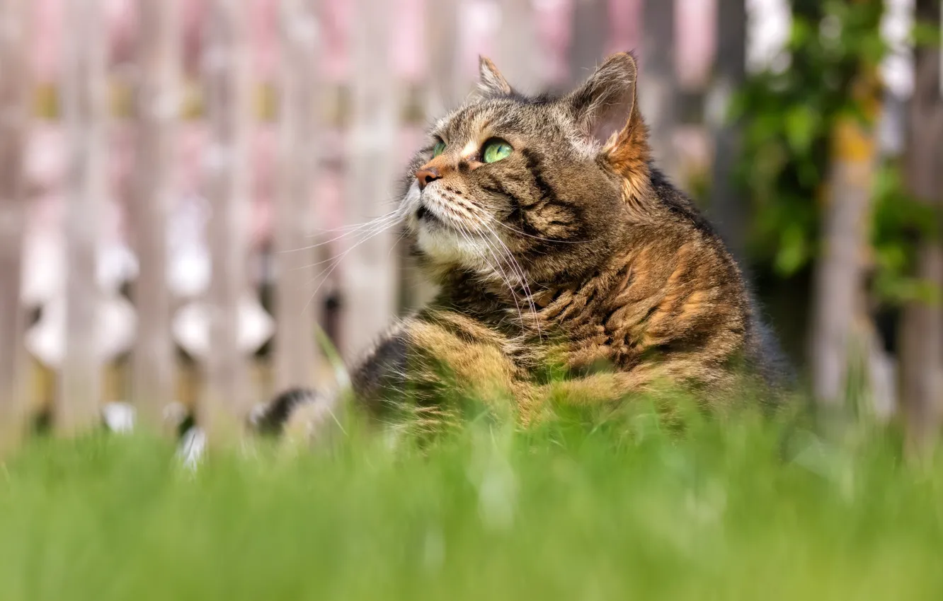 Photo wallpaper cat, grass, cat, look, face, grey, the fence, portrait