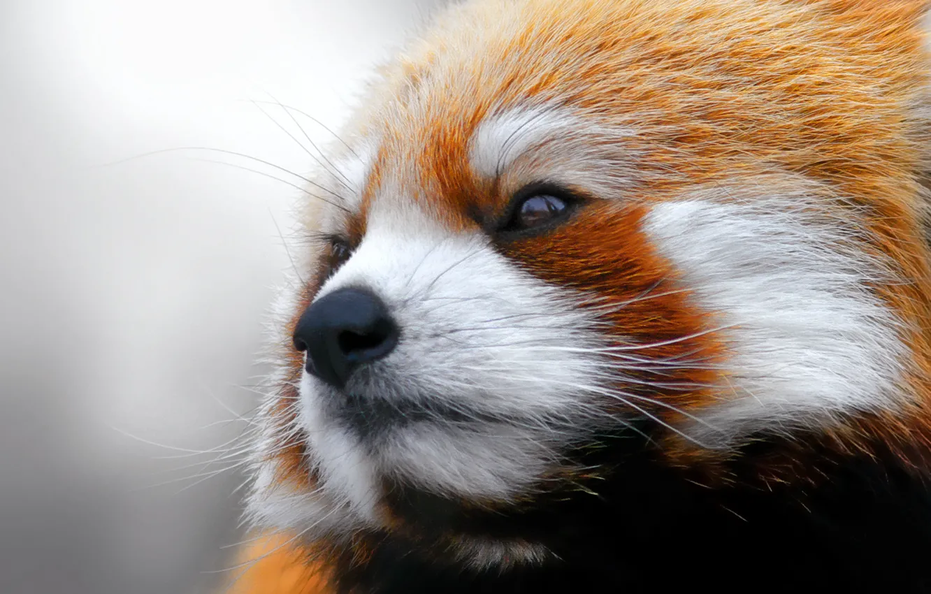 Photo wallpaper red Panda, firefox, looks