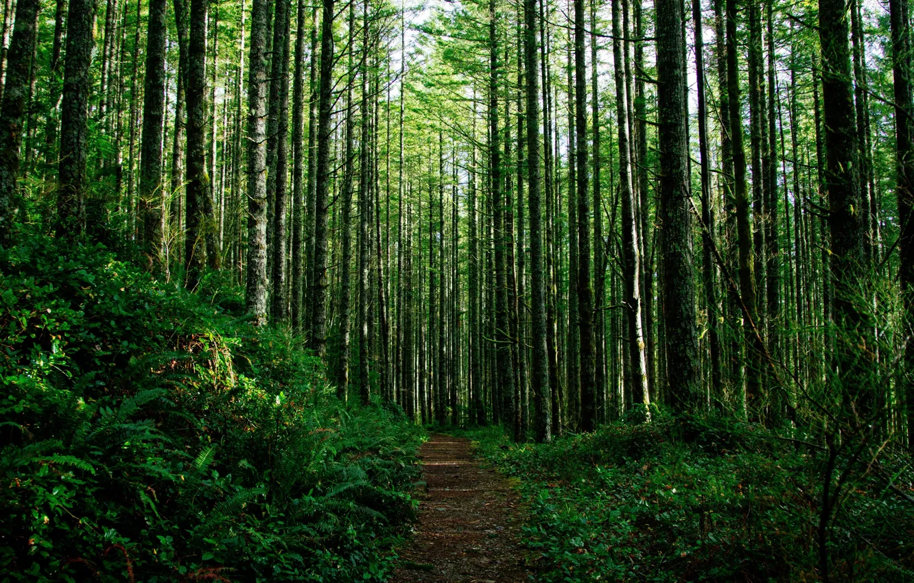 Photo wallpaper forest, summer, nature, trail