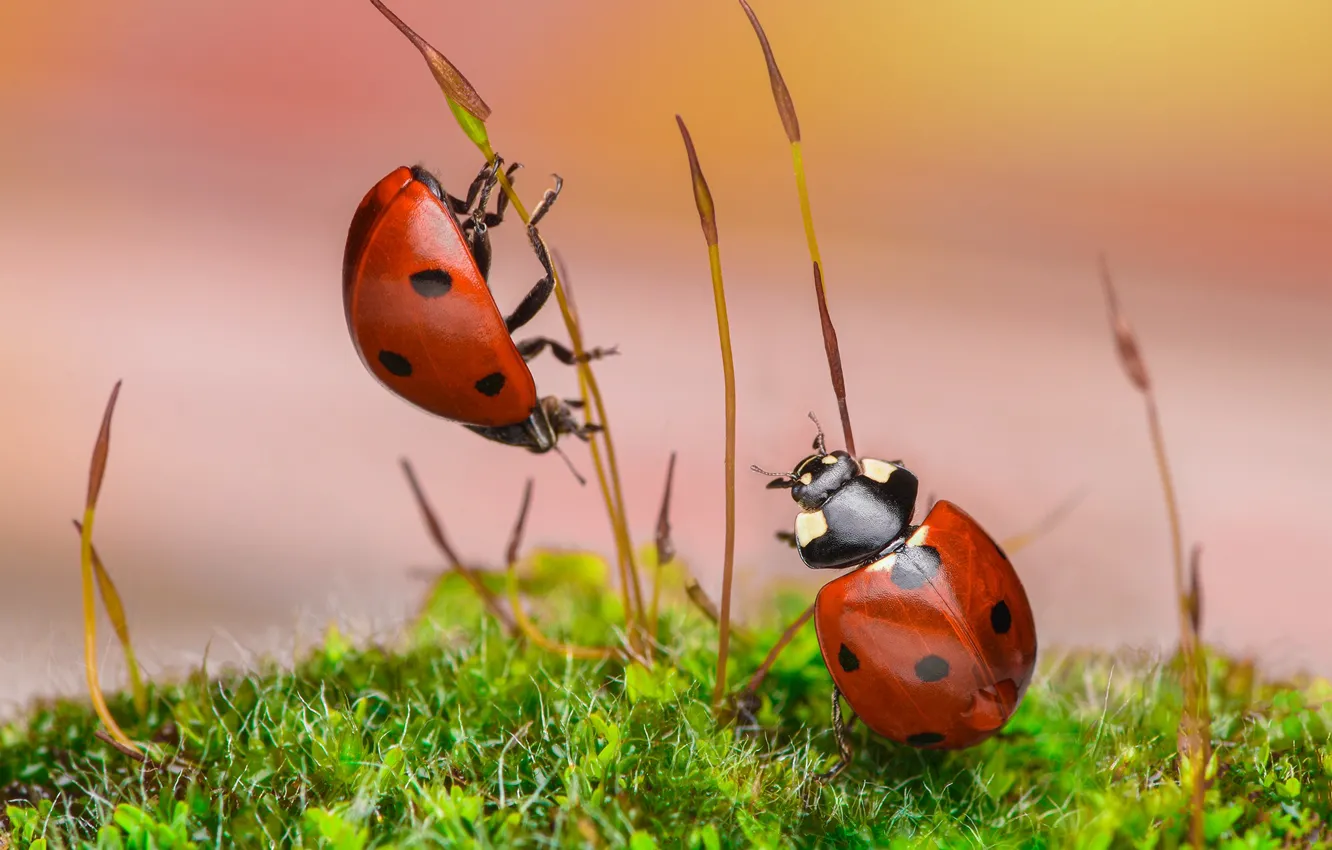 Photo wallpaper greens, macro, background, two, ladybug, moss, beetle, stem