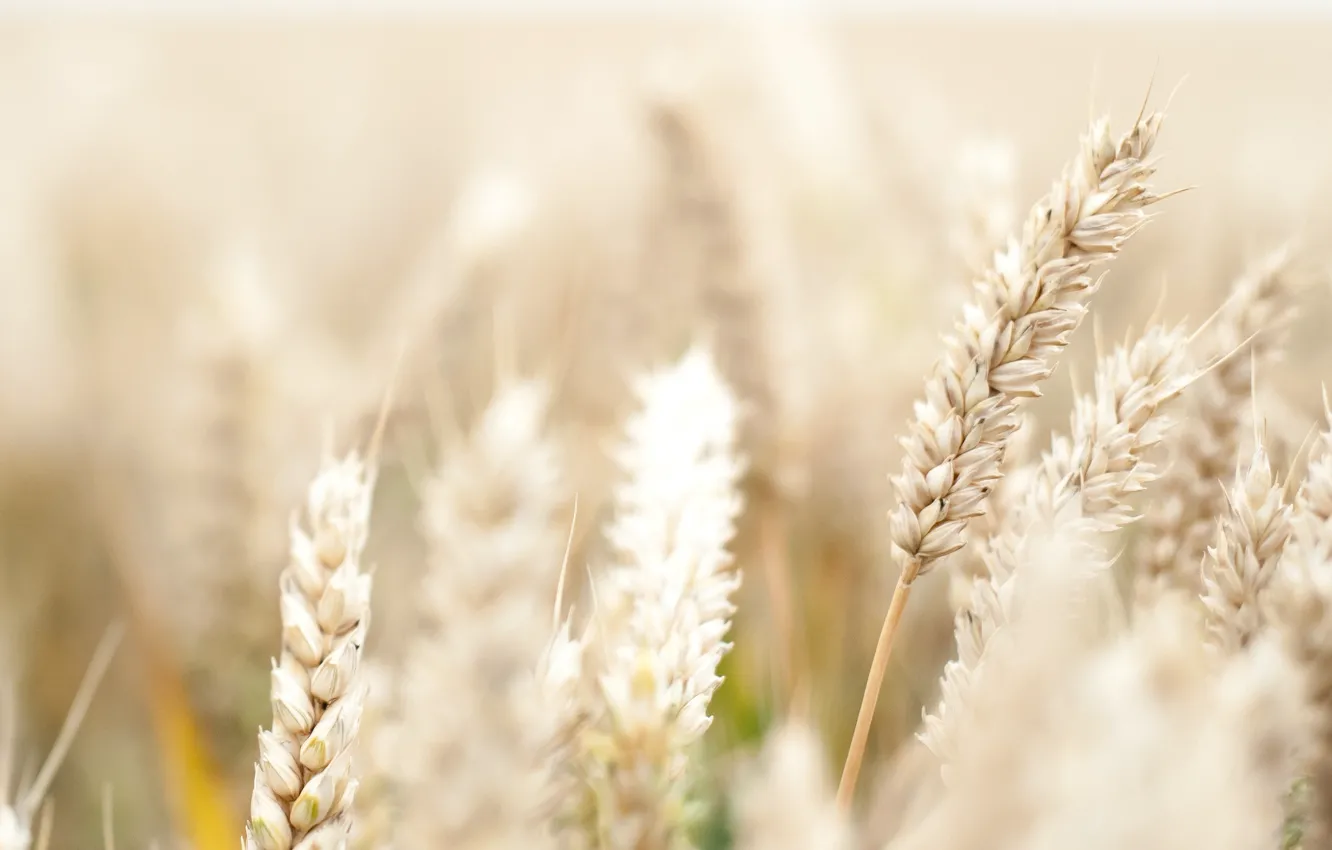 Photo wallpaper wheat, field, flower, macro, flowers, background, pink, widescreen
