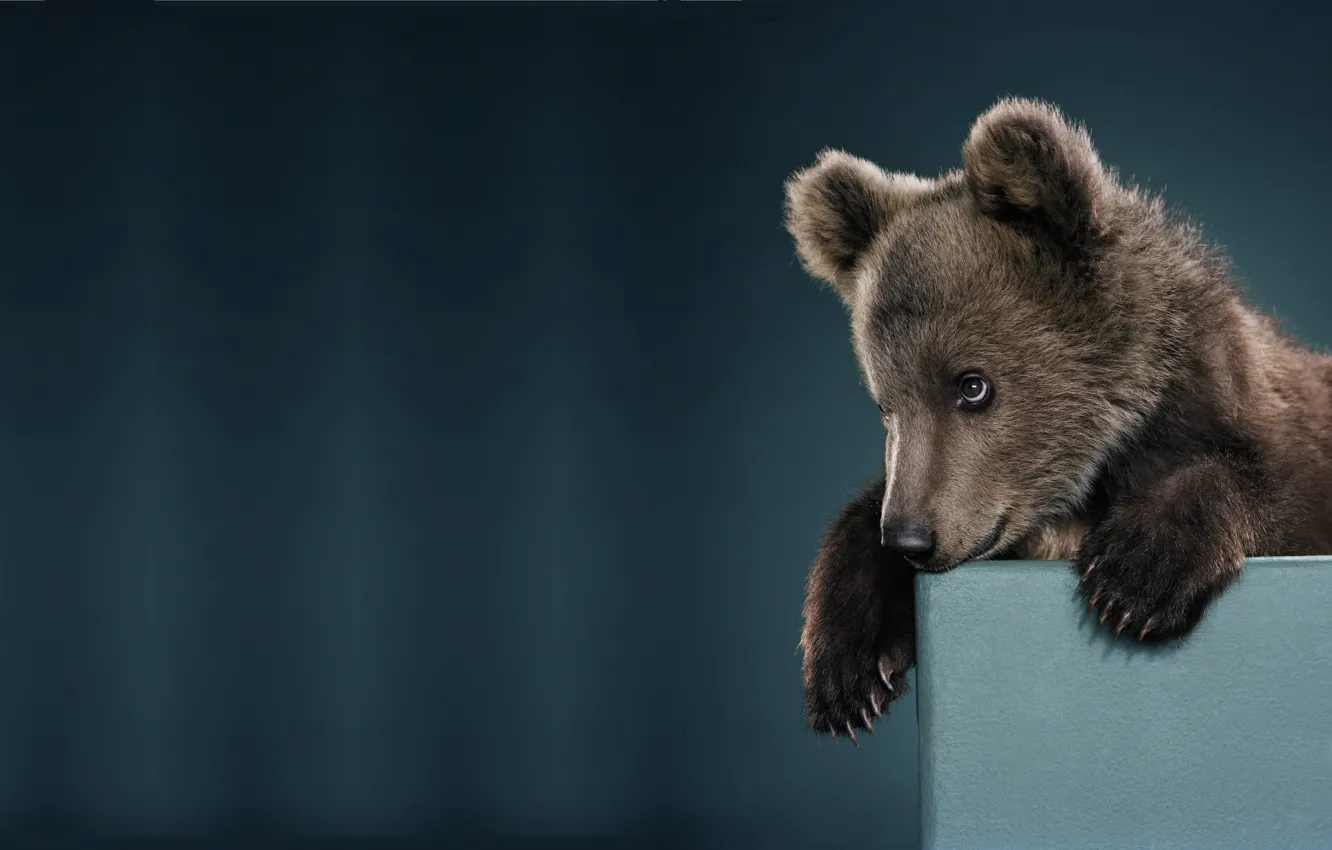 Photo wallpaper mood, minimalism, baby, bear, bear