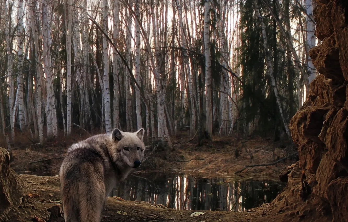 Photo wallpaper Predator, nature, snow, face, animal, wolf, canis lupus, wildlife