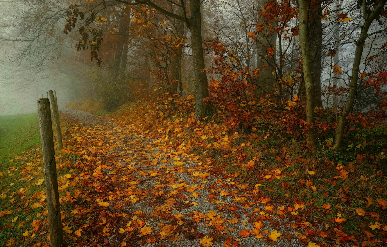 Photo wallpaper autumn, forest, leaves, trees, branches, fog, Park, posts