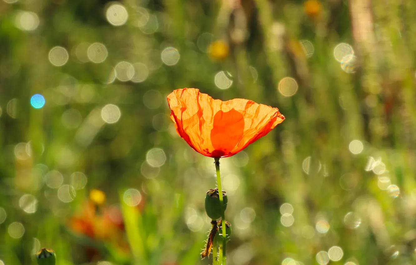 Photo wallpaper red, flower, poppy