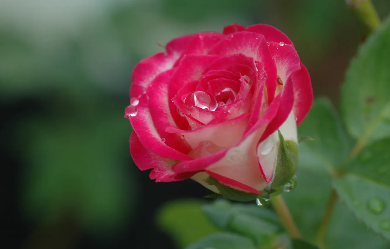 Photo wallpaper drops, macro, background, roses, buds