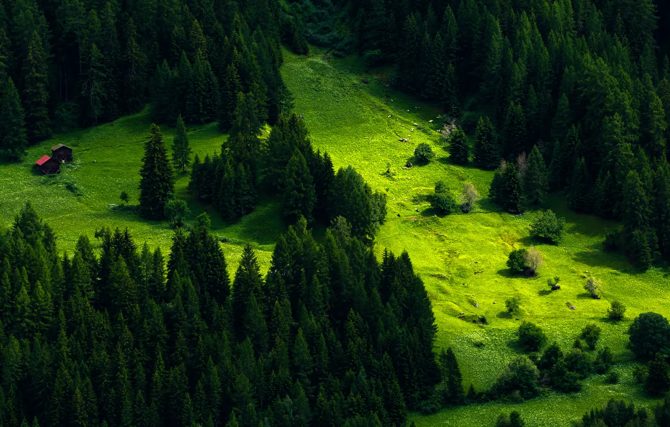 Photo wallpaper greens, grass, trees, mountain, Switzerland, slope, meadow, houses