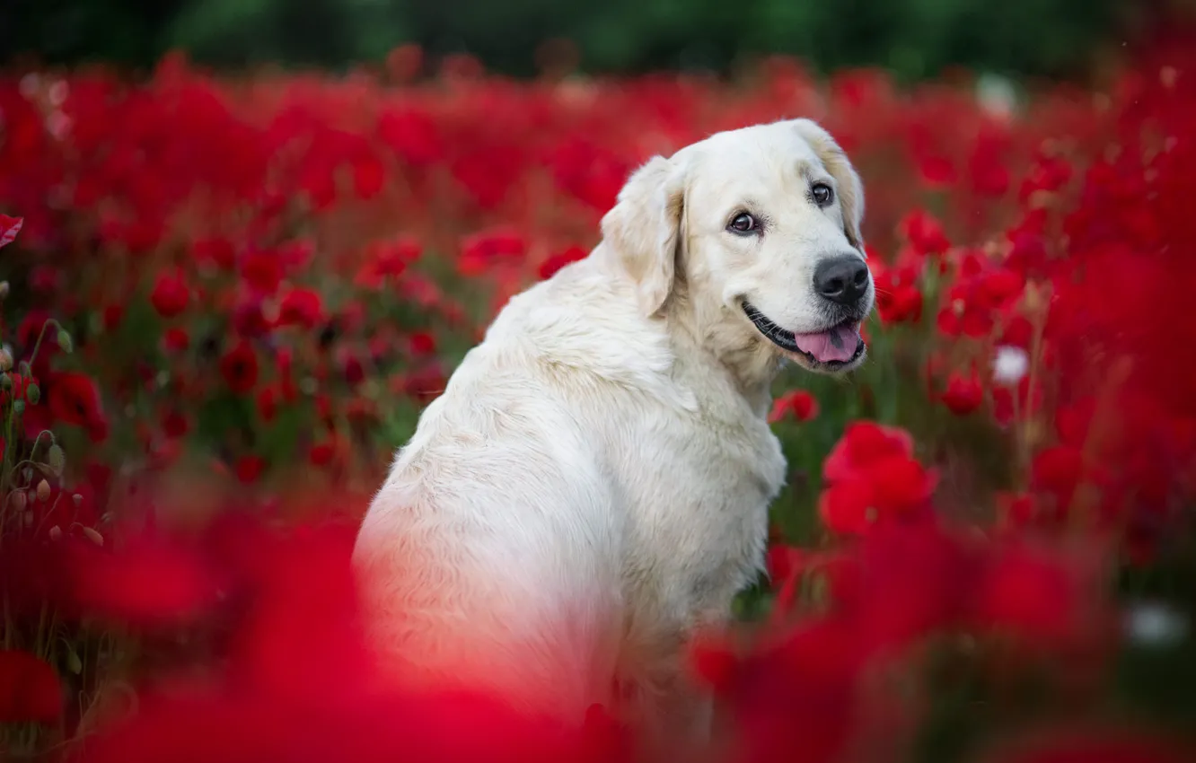 Photo wallpaper field, language, white, summer, look, face, flowers, red