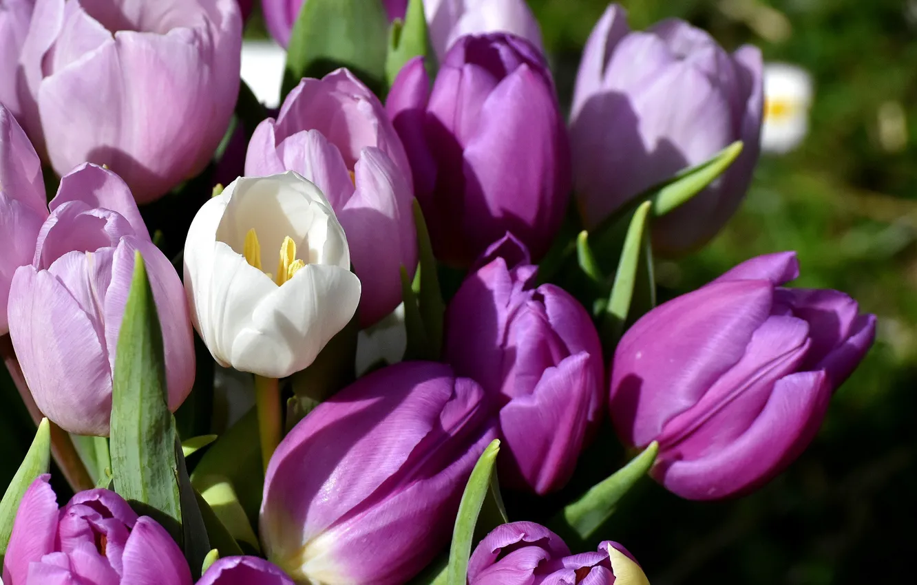 Photo wallpaper flowers, tulips, buds