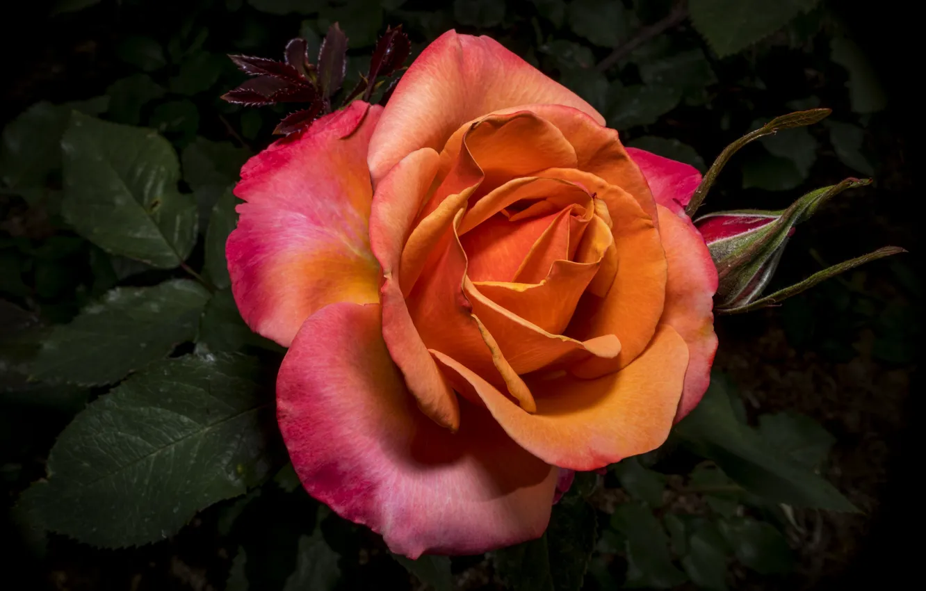 Photo wallpaper flower, close-up, rose