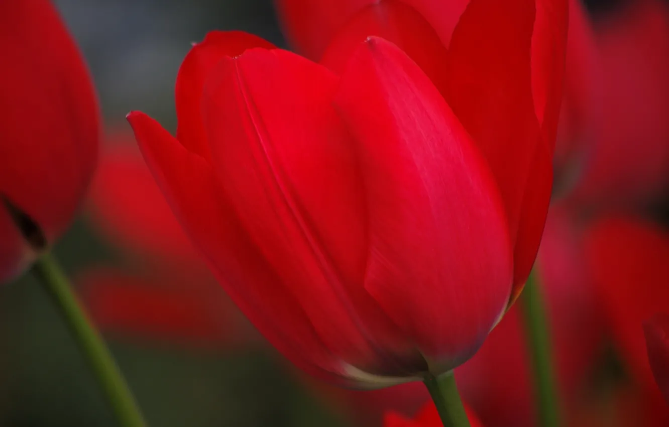 Photo wallpaper flowers, spring, petals, tulips