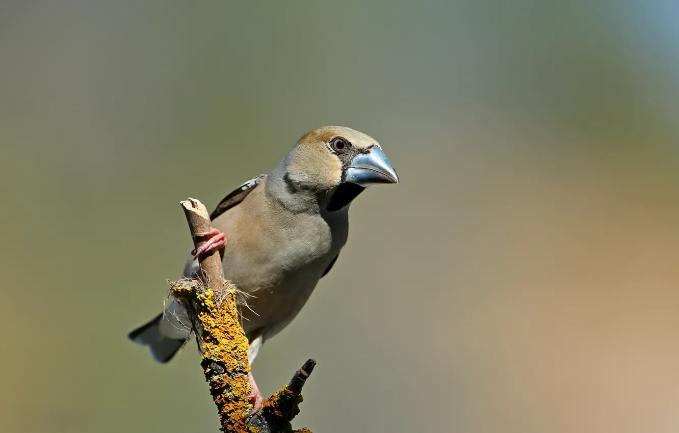 Photo wallpaper branches, bird, Grosbeak