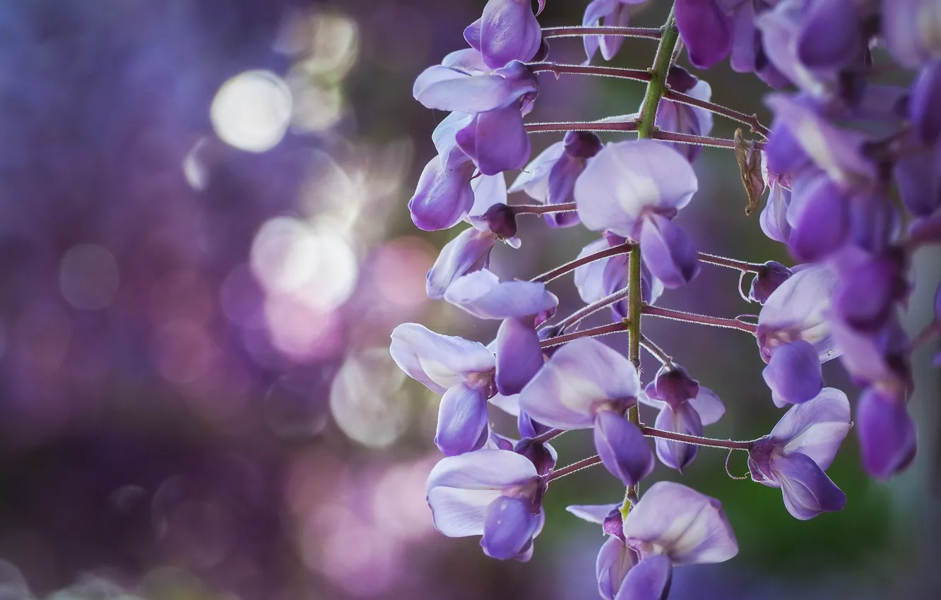 Photo wallpaper flowers, lilac, bokeh, Wisteria, Wisteria