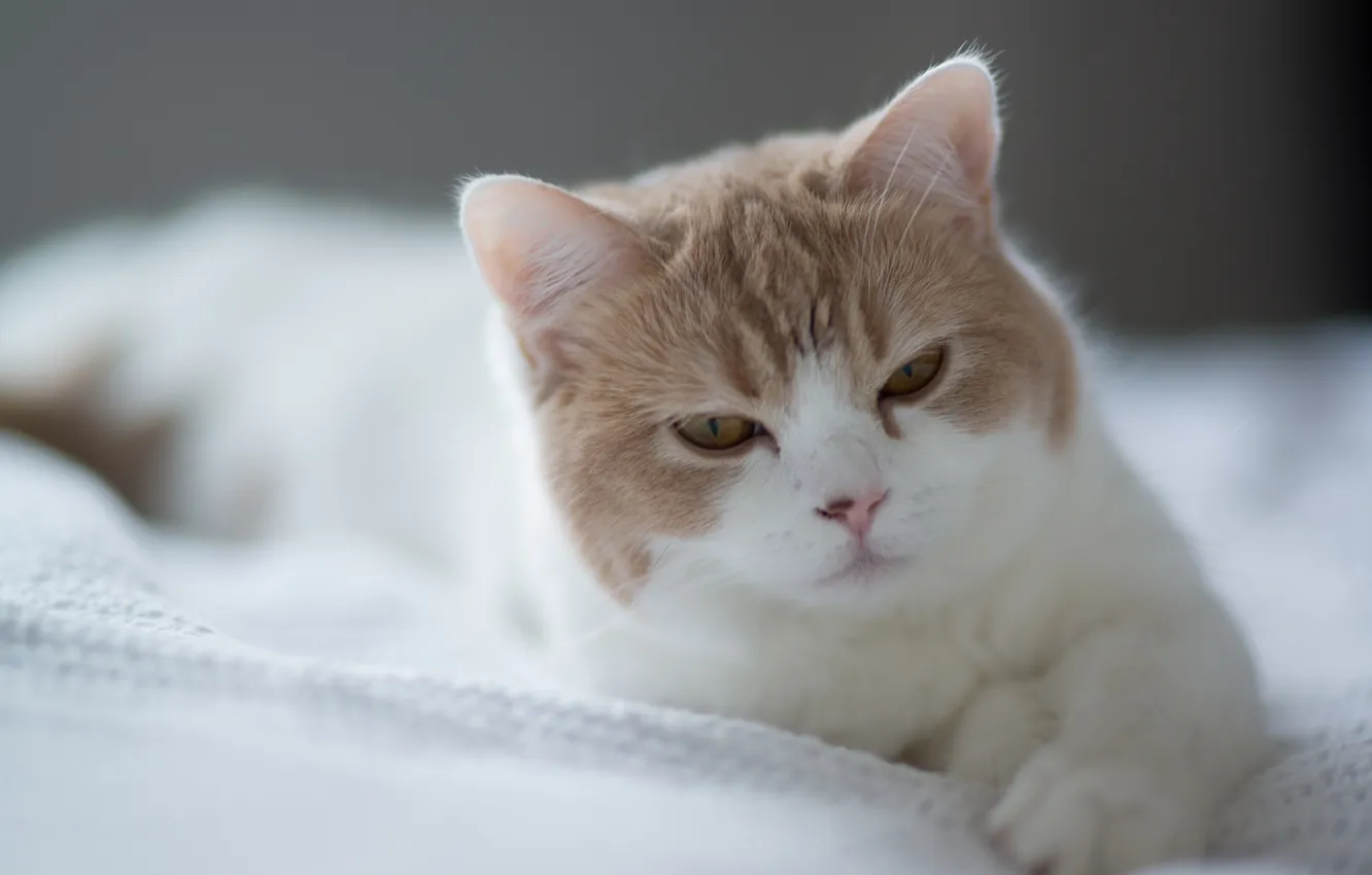 Photo wallpaper cat, lying, Ben Torode, Hannah, Benjamin Torode