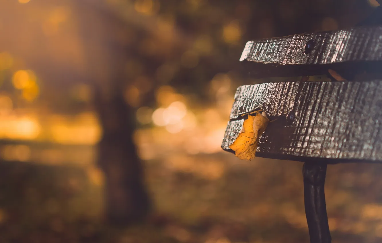 Photo wallpaper autumn, leaves, bench