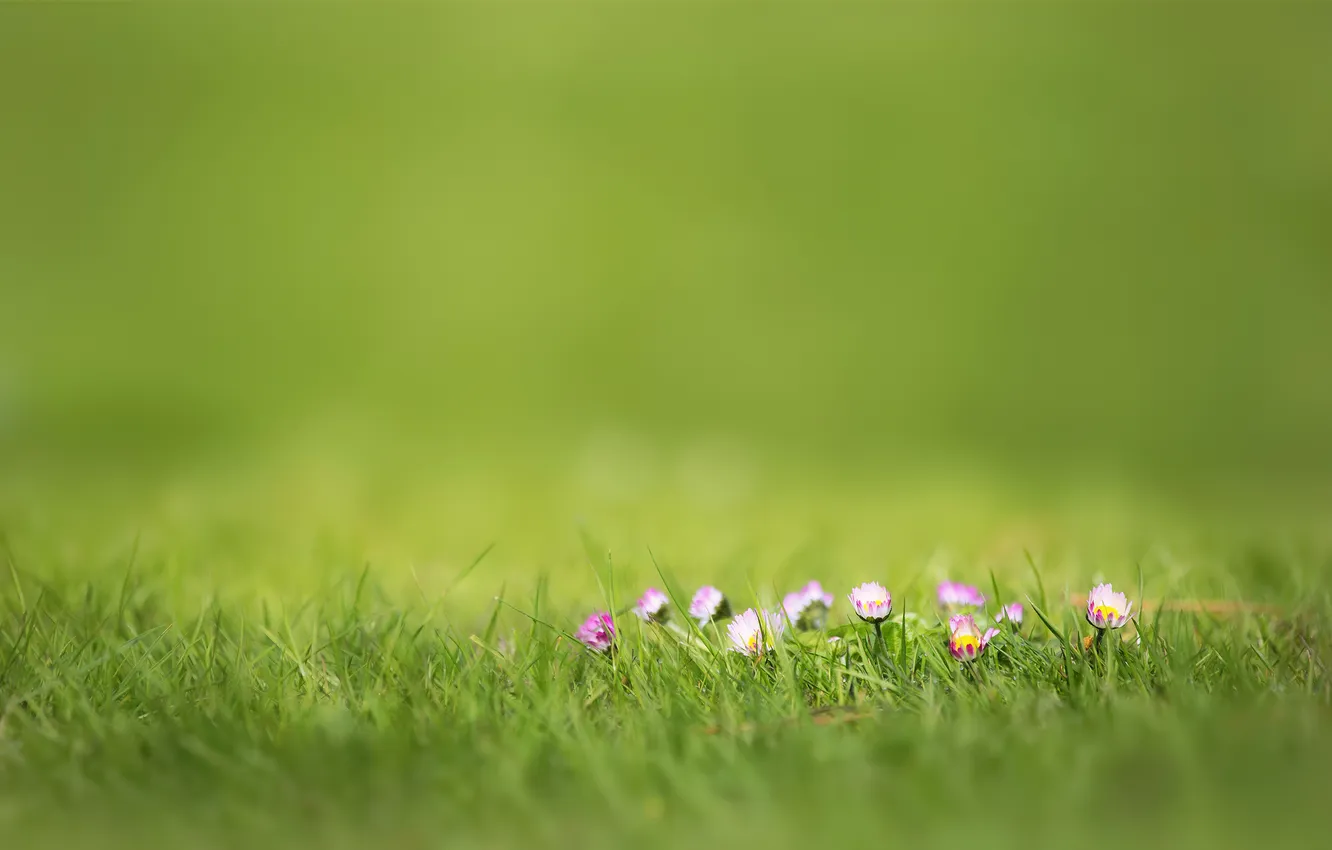 Photo wallpaper grass, flowers, nature, blur, pink, Daisy, focus