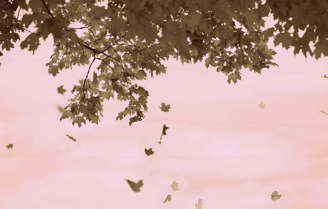 Photo wallpaper autumn, leaves, nature