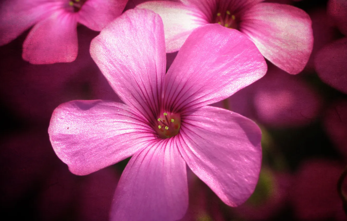 Photo wallpaper stars, pink, the middle