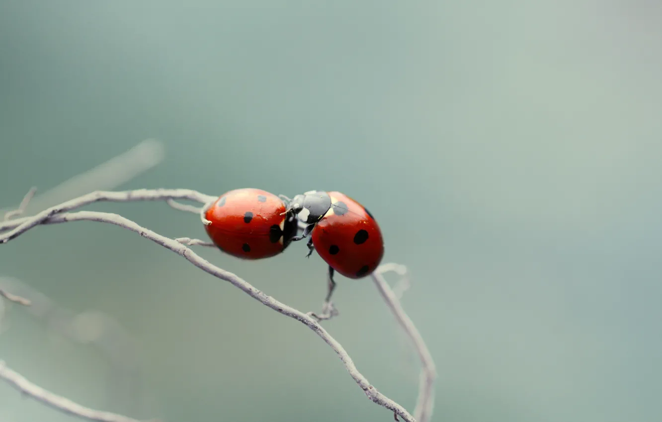 Photo wallpaper macro, branch, ladybugs, of God