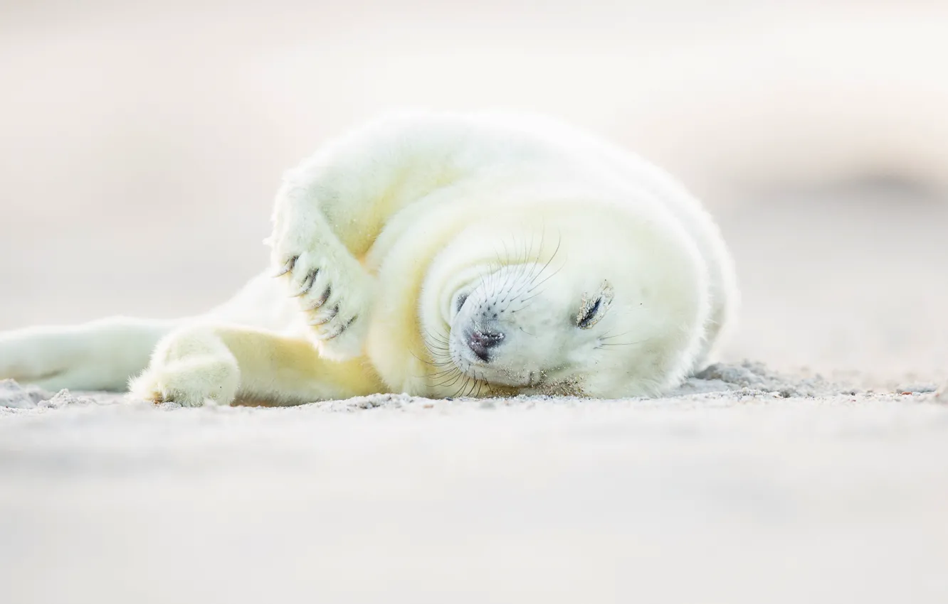 Photo wallpaper white, cub, glennamaddy seal, hook-nosed seal, tevak, grey seal, Halichoerus grypus