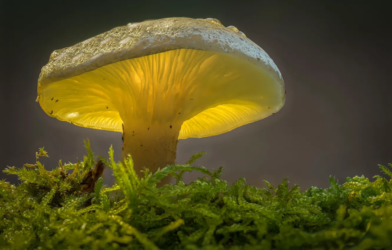 Photo wallpaper macro, light, mushroom