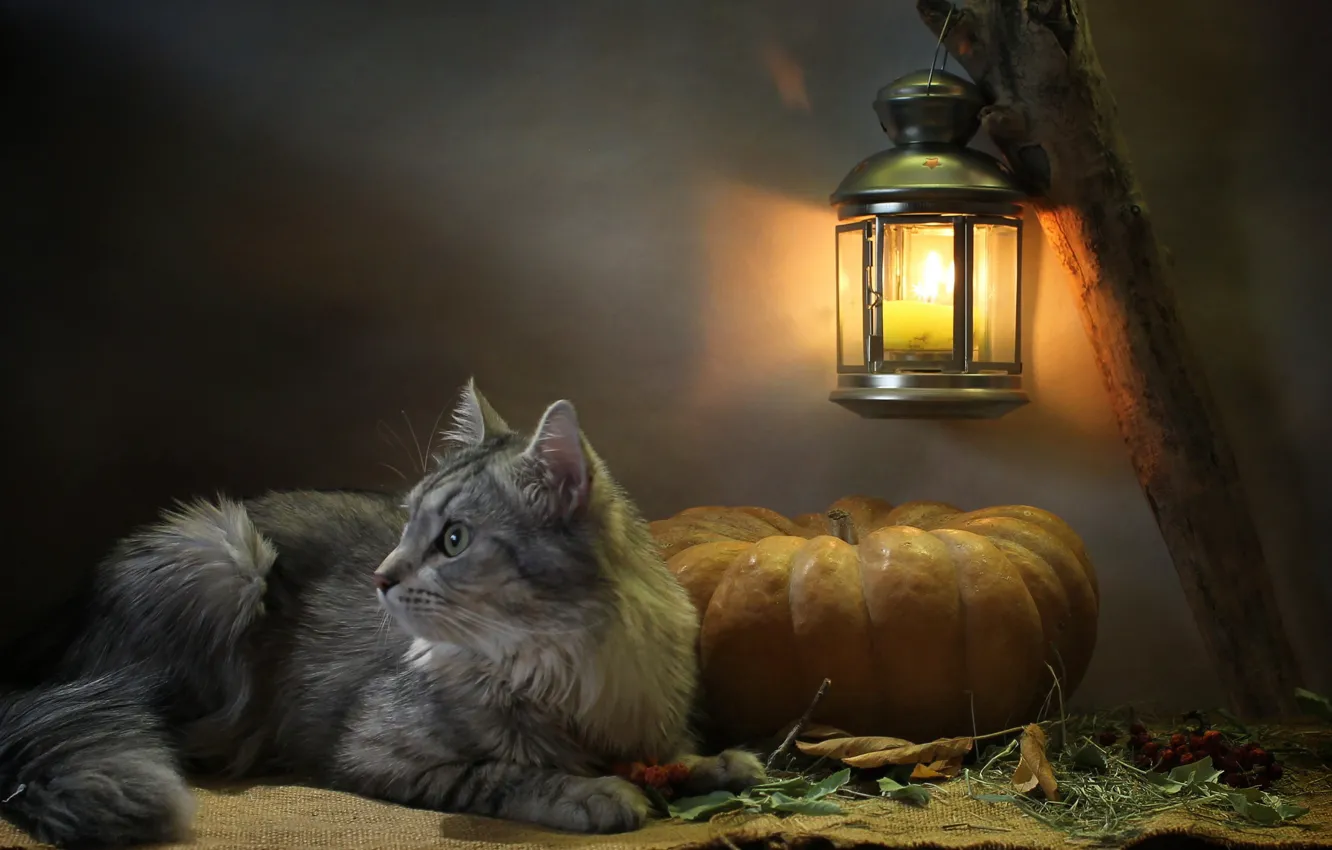 Photo wallpaper cat, cat, look, leaves, light, animal, candle, lantern
