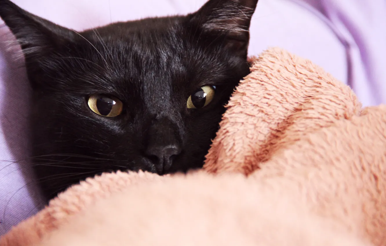 Photo wallpaper cat, eyes, cat, black