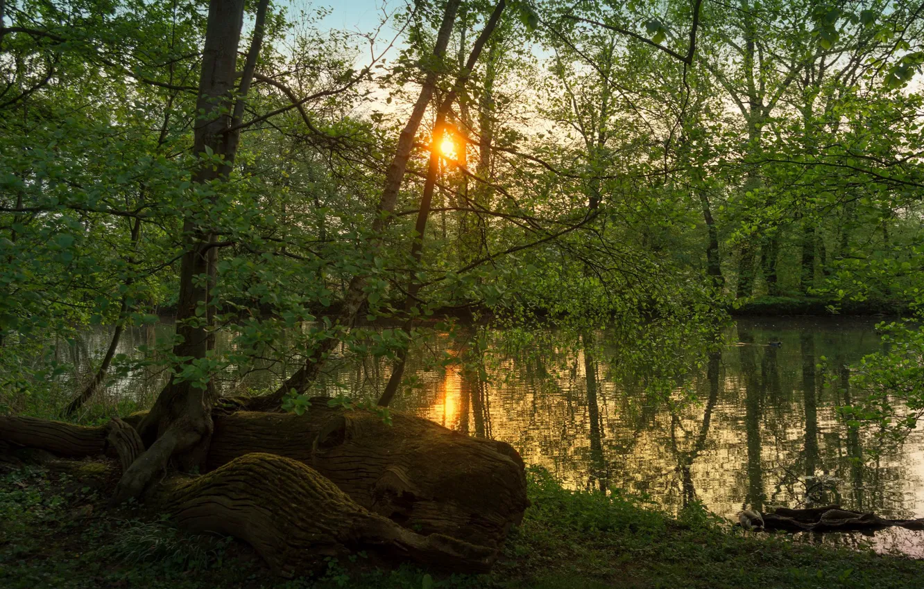 Photo wallpaper greens, forest, summer, the sun, foliage, snag, pond