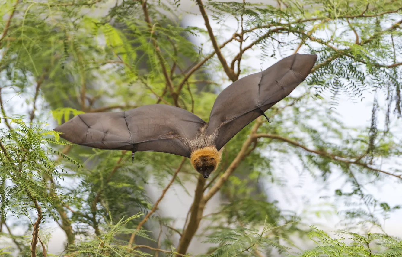 Photo wallpaper flight, wings, bat, fruit, Pteropus, flying dog
