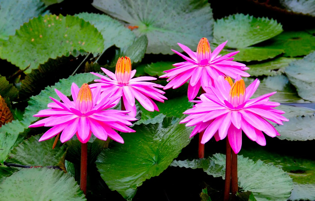 Photo wallpaper nature, flowers, flowering, pink, Lotus