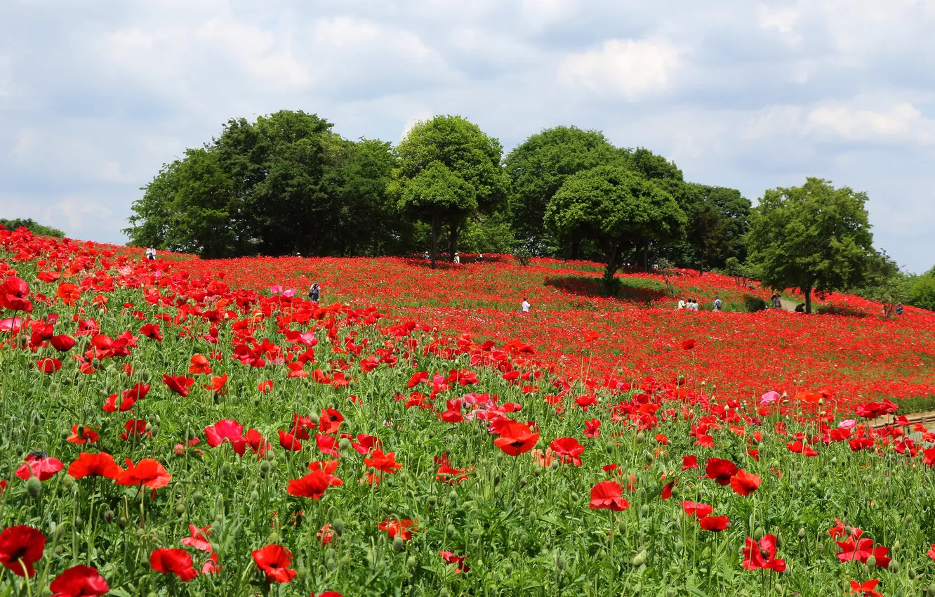 Photo wallpaper field, summer, trees, flowers, red, hills, people, Maki