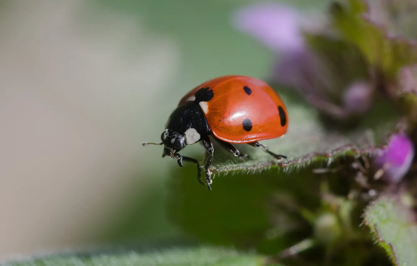 Photo wallpaper macro, flowers, green, background, leaf, ladybug, beetle, insect