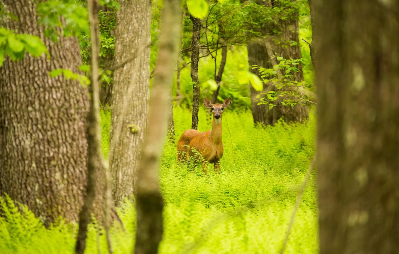 Photo wallpaper forest, summer, green, deer, thicket