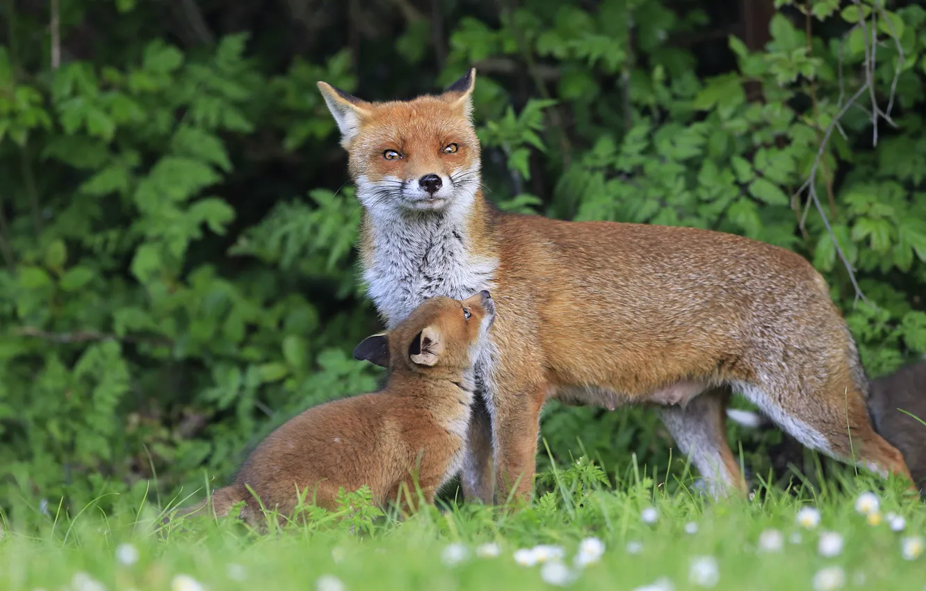 Photo wallpaper greens, summer, nature, glade, Fox, cub, mom, the bushes