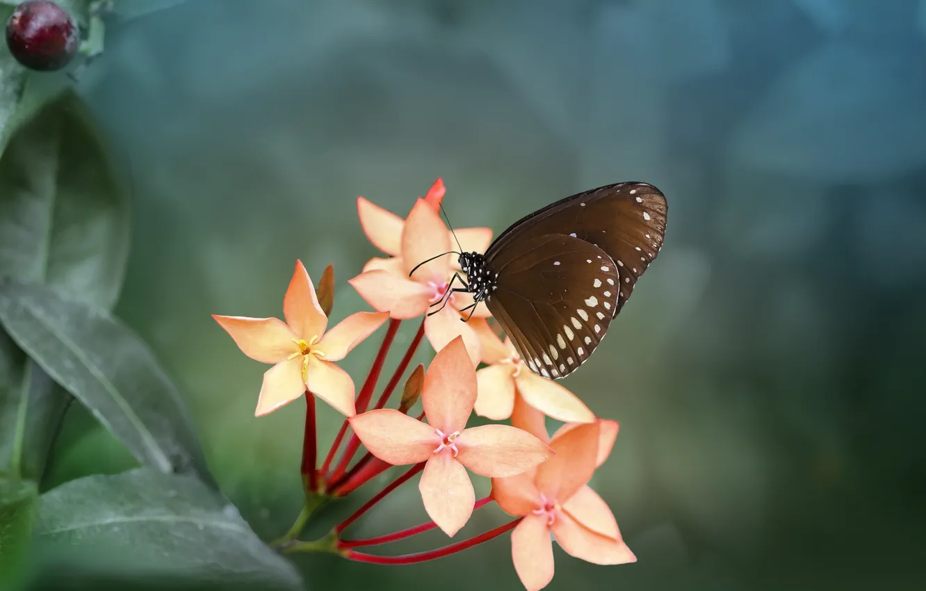 Photo wallpaper leaves, macro, flowers, branches, nature, butterfly, insect