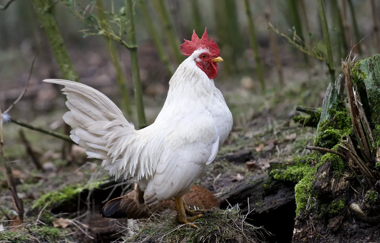 Photo wallpaper nature, bird, rooster