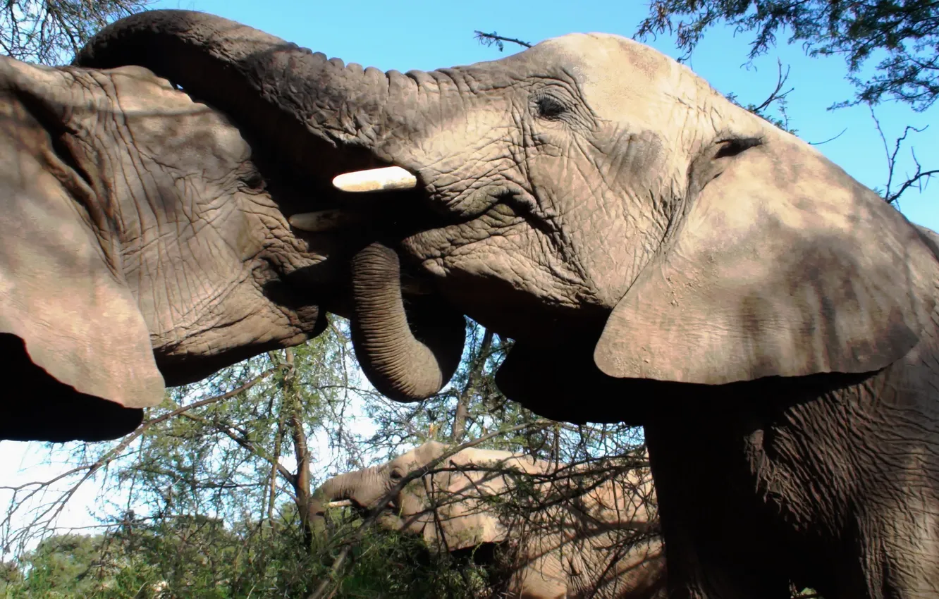 Photo wallpaper Wallpaper, elephant, trunk, wildlife