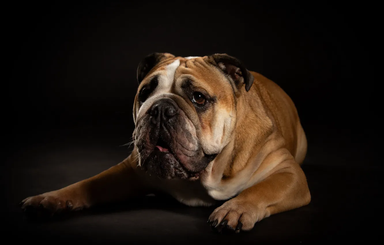 Photo wallpaper background, each, dog
