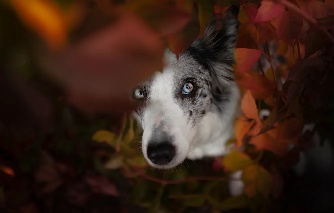 Photo wallpaper look, face, leaves, portrait, dog, Aussie