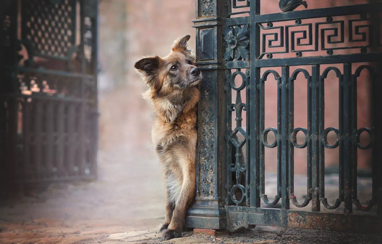 Photo wallpaper dog, gate, dog