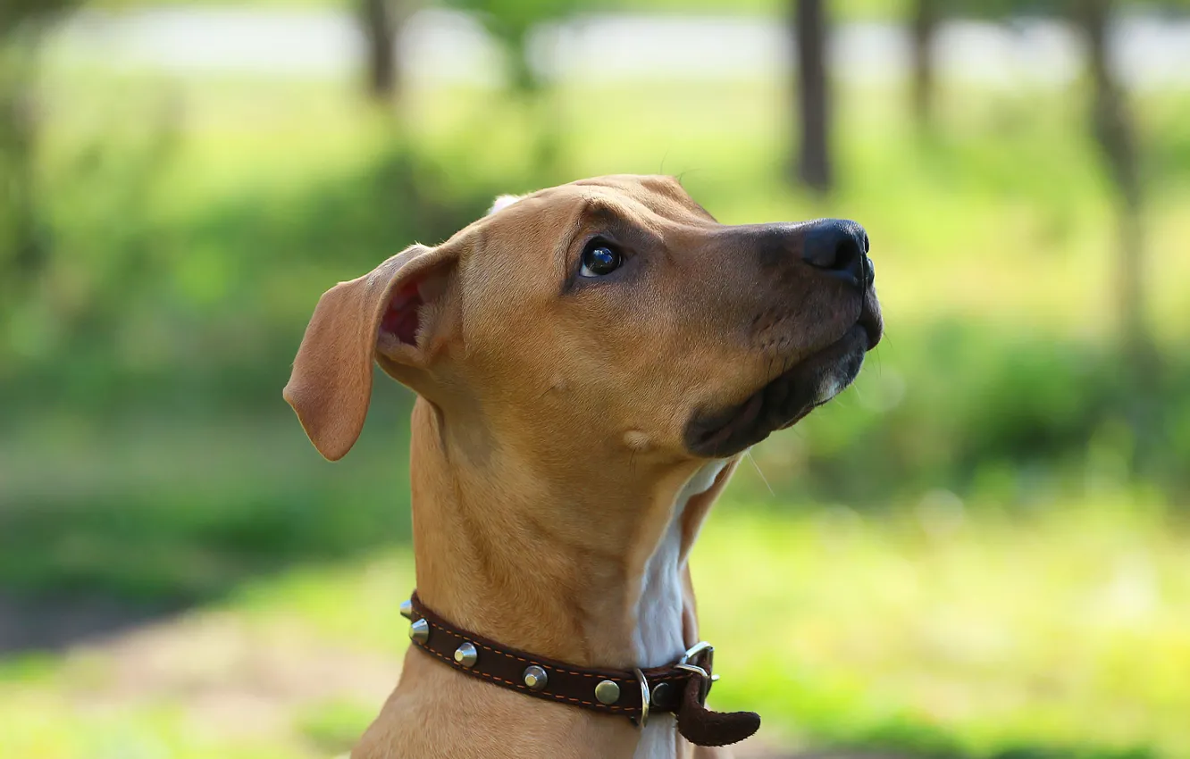 Photo wallpaper look, background, dog, pit bull