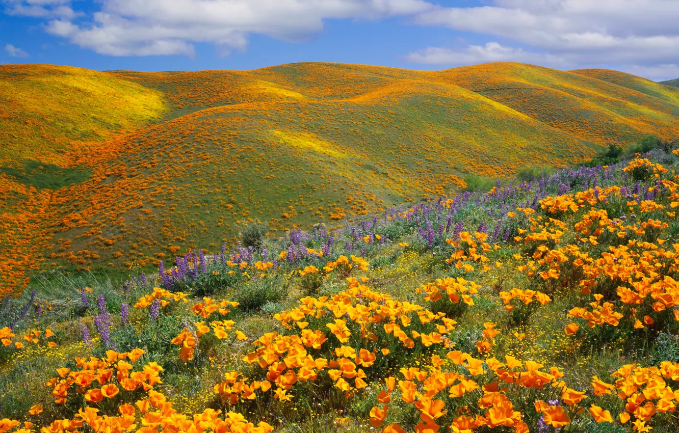 Photo wallpaper flowers, mountains, hills, Escholzia
