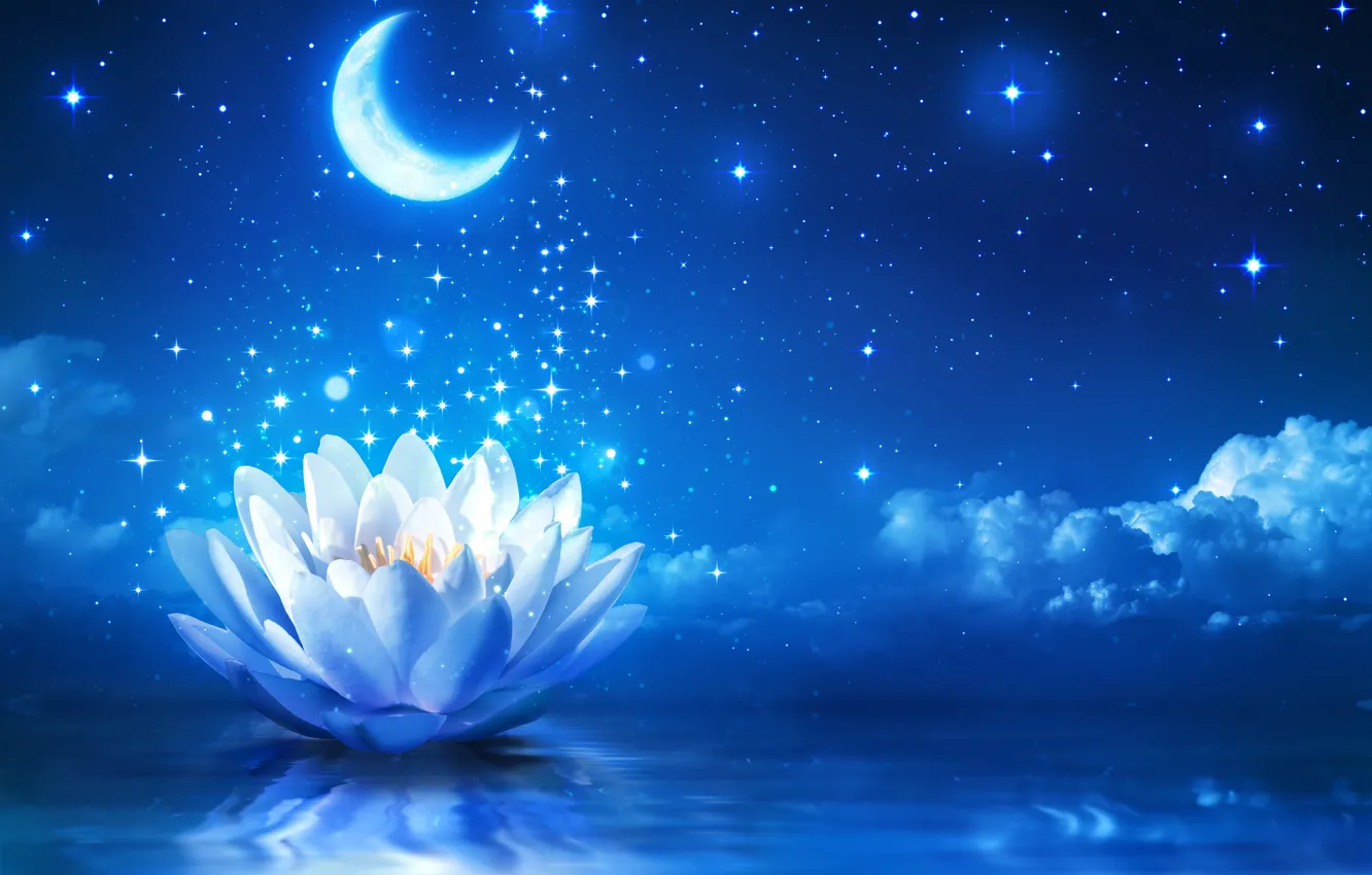 Photo wallpaper water, flowers, lights, Lotus, flower, water, sparkle, bloom
