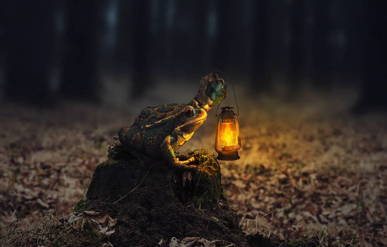 Photo wallpaper forest, lights, toad